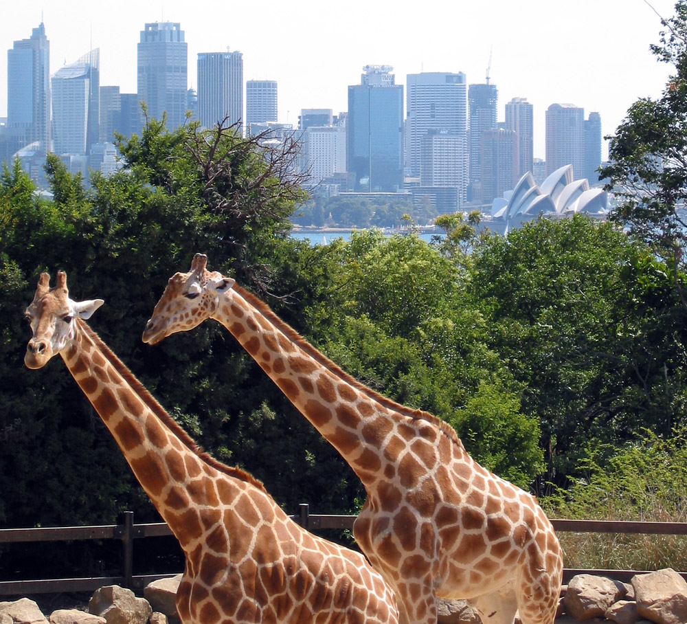 Taronga Zoo